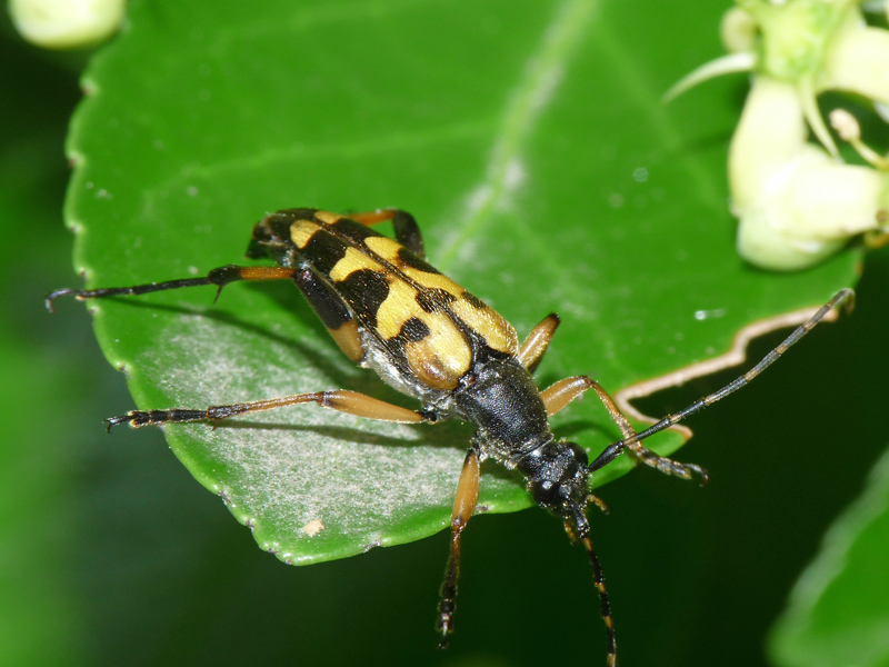 Leptura maculata, anzi Rutpela maculata